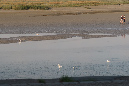16sept_BaiedeSomme%20(23)
