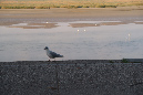 16sept_BaiedeSomme%20(25)