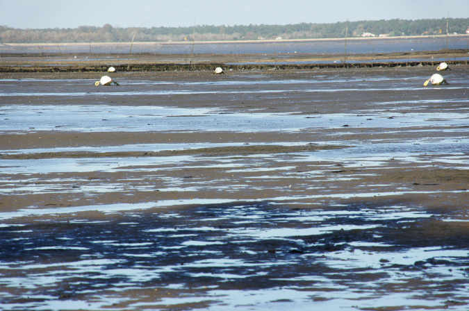Ronce_octobre_2012_10