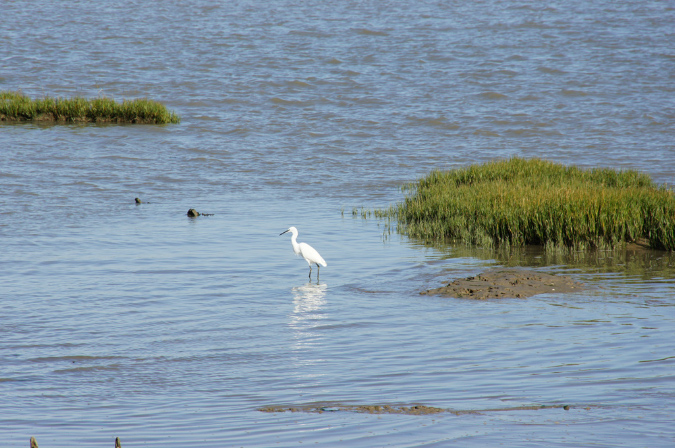 Ronce_octobre_2012_80