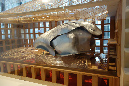 07janvier_2015_Koons_41