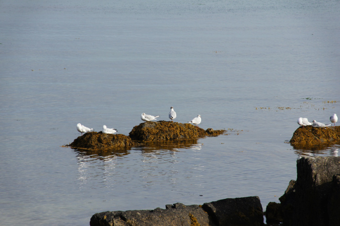 Lilia_aout_2015_087
