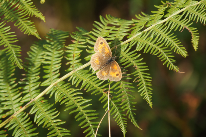 Lilia_aout_2015_091