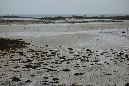 Lilia_aout_2015_050