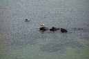 Lilia_aout_2015_079