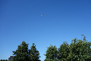 Lilia_aout_2015_144