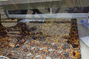 Lisbonne_sept2015_205