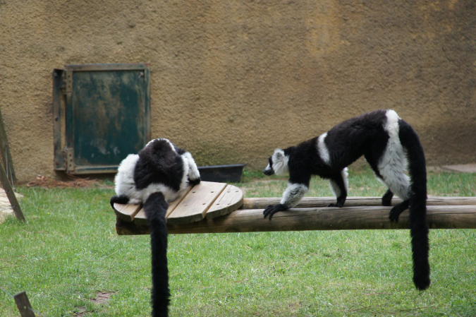 29_juillet_Zoo_2015_020