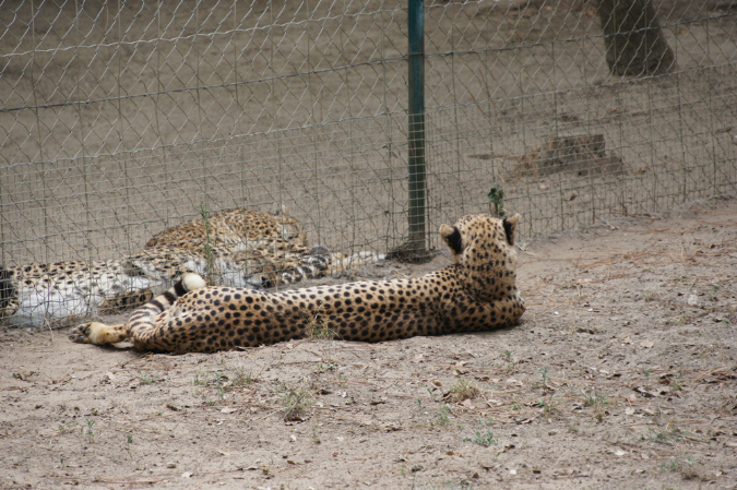 29_juillet_Zoo_2015_022