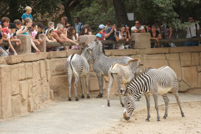 29_juillet_Zoo_2015_024