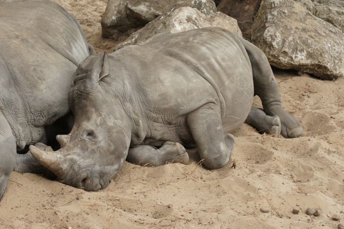 29_juillet_Zoo_2015_028
