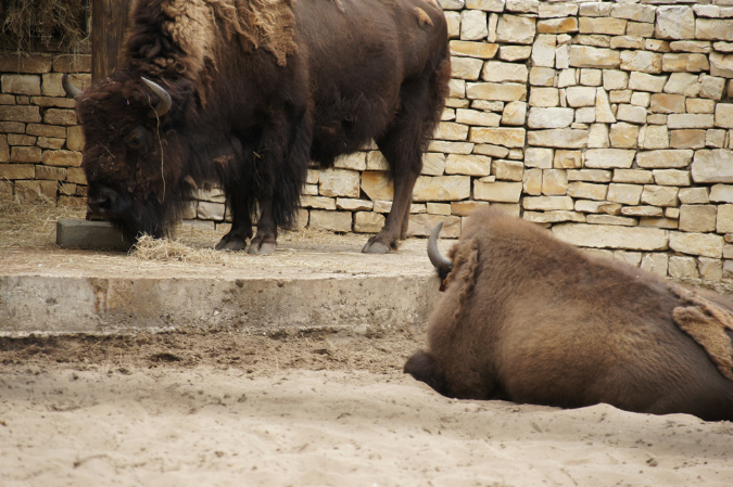 29_juillet_Zoo_2015_031