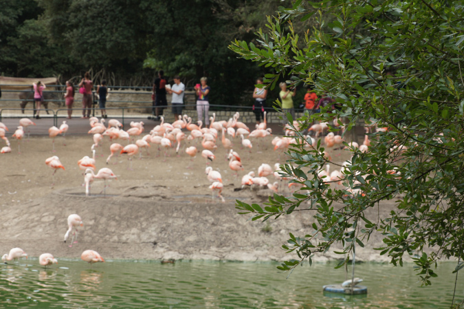 29_juillet_Zoo_2015_032
