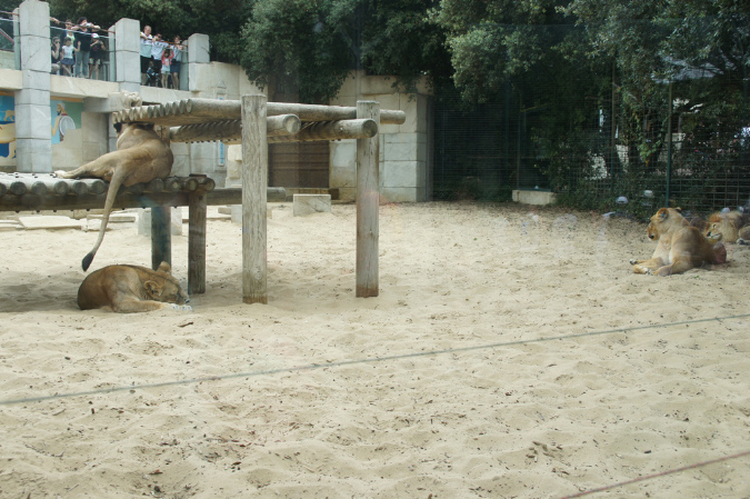 29_juillet_Zoo_2015_036
