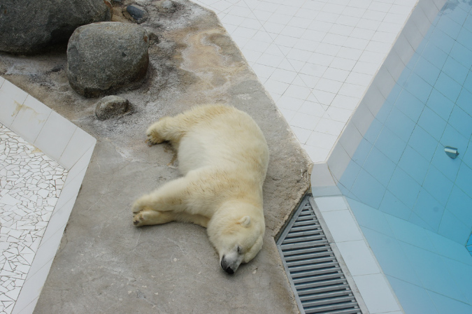 29_juillet_Zoo_2015_038