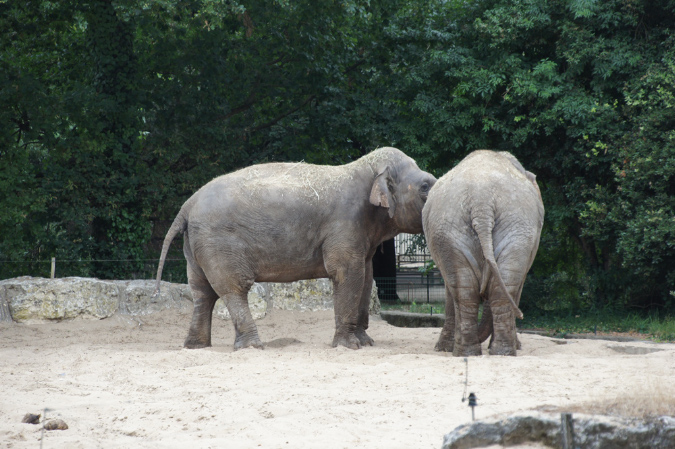 29_juillet_Zoo_2015_042
