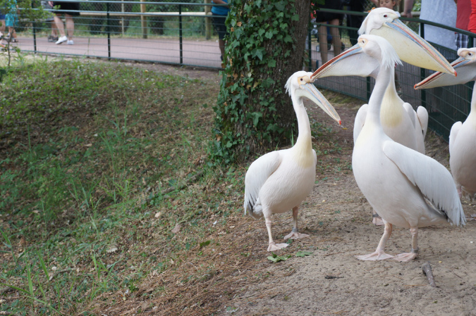 29_juillet_Zoo_2015_043