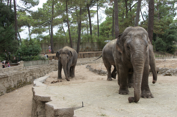29_juillet_Zoo_2015_048