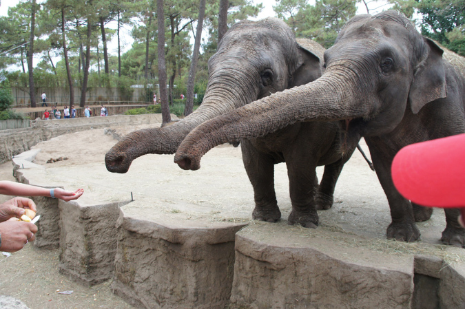 29_juillet_Zoo_2015_052