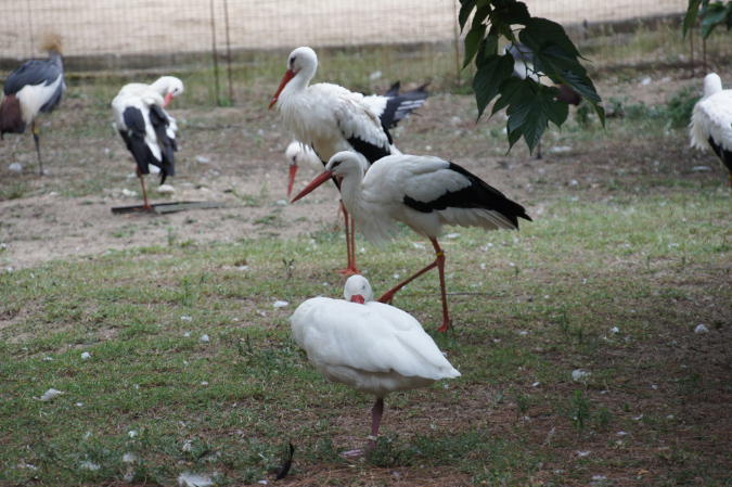 29_juillet_Zoo_2015_055