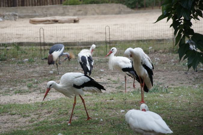 29_juillet_Zoo_2015_056
