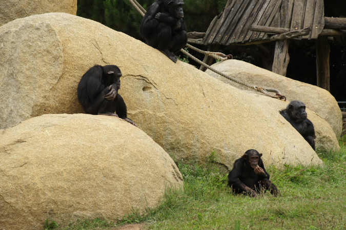 29_juillet_Zoo_2015_062