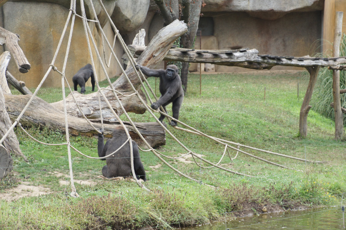 29_juillet_Zoo_2015_064