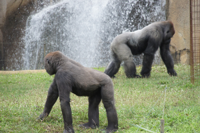 29_juillet_Zoo_2015_067