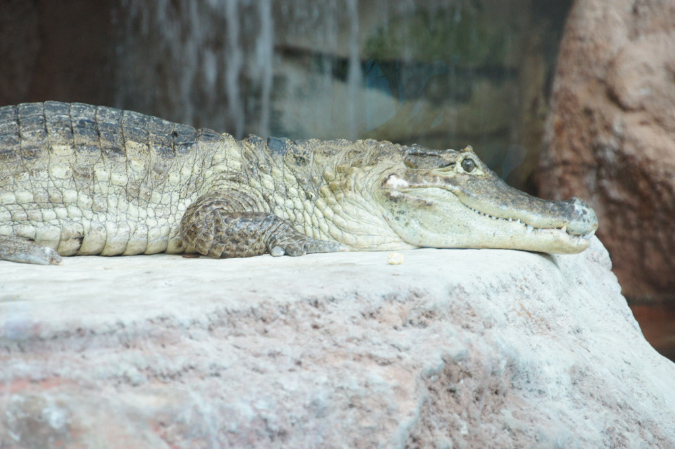 29_juillet_Zoo_2015_080