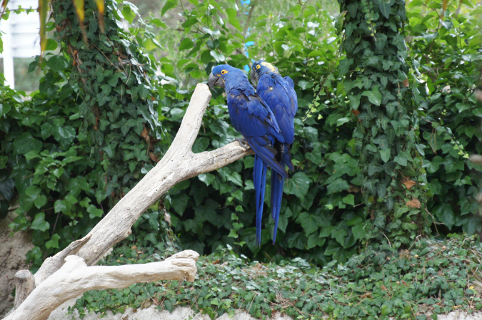 29_juillet_Zoo_2015_087