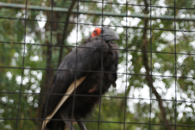 29_juillet_Zoo_2015_088