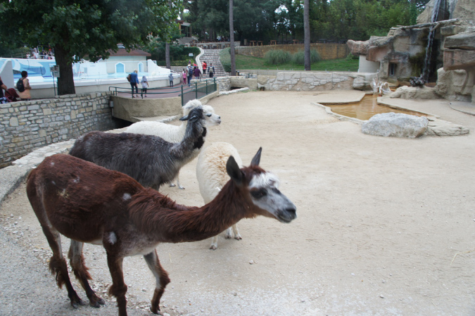 29_juillet_Zoo_2015_092