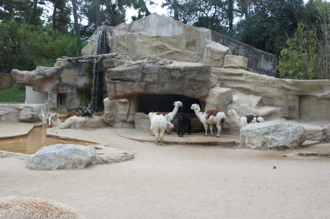 29_juillet_Zoo_2015_093