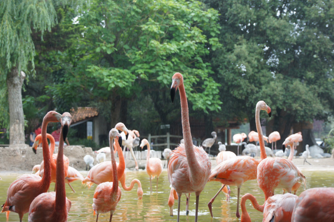 29_juillet_Zoo_2015_099