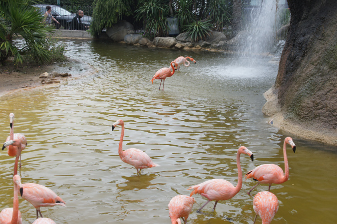 29_juillet_Zoo_2015_102