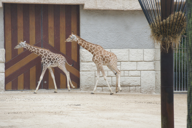 29_juillet_Zoo_2015_104