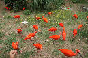 29_juillet_Zoo_2015_029