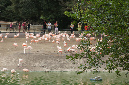 29_juillet_Zoo_2015_032