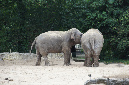 29_juillet_Zoo_2015_042