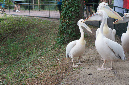 29_juillet_Zoo_2015_043