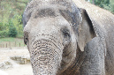 29_juillet_Zoo_2015_044