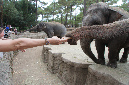 29_juillet_Zoo_2015_049