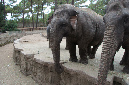 29_juillet_Zoo_2015_050