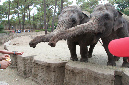 29_juillet_Zoo_2015_052