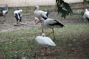 29_juillet_Zoo_2015_055