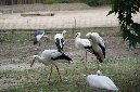 29_juillet_Zoo_2015_056