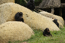 29_juillet_Zoo_2015_062
