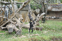 29_juillet_Zoo_2015_065