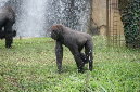 29_juillet_Zoo_2015_066