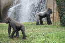 29_juillet_Zoo_2015_068